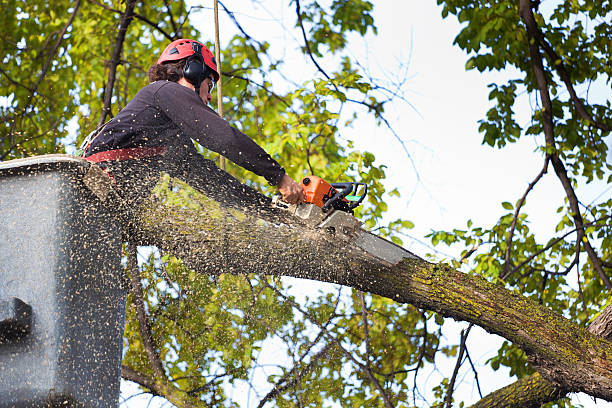 Best Utility Line Clearance  in , TN