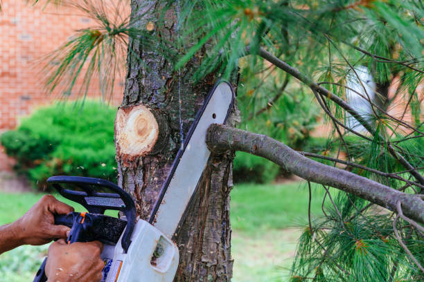 Best Hazardous Tree Removal  in , TN